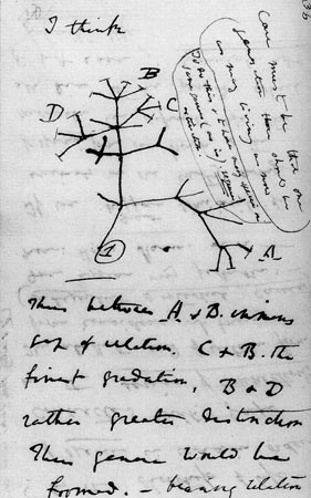 찰스 다윈의 '생명의 나무'